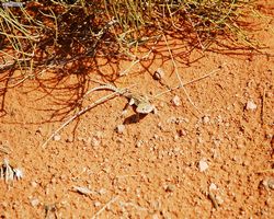 Arizona - Page - Horseshoe Bend
