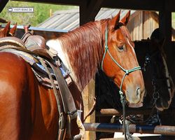 Arizona - Tucson - Old Tucson
