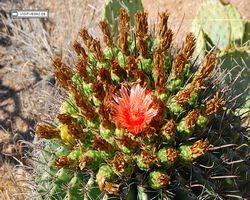 Arizona - Tucson - Saguaro National Park