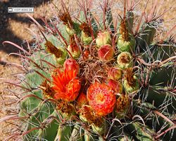 Arizona - Tucson - Saguaro National Park