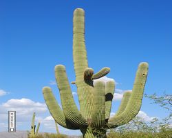 Arizona - Tucson - Saguaro National Park