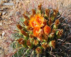 Arizona - Tucson - Saguaro National Park