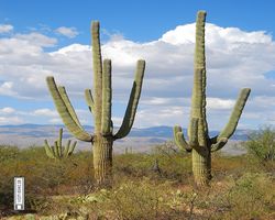 Arizona - Tucson - Saguaro National Park