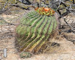 Arizona - Tucson - Saguaro National Park