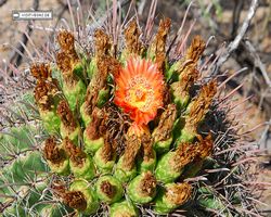Arizona - Tucson - Saguaro National Park