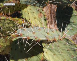 Arizona - Tucson - Saguaro National Park