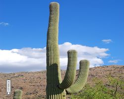Arizona - Tucson - Saguaro National Park