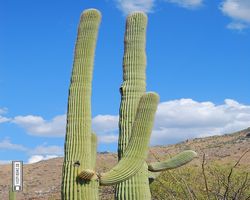 Arizona - Tucson - Saguaro National Park