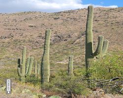 Arizona - Tucson - Saguaro National Park