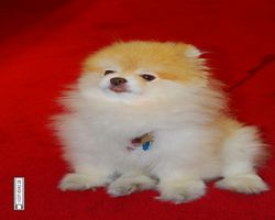 California - San Francisco - Chinatown