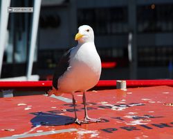 California - San Francisco - Fishermans Wharf