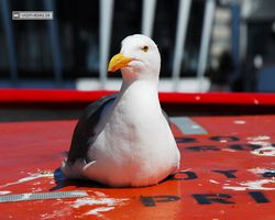 California - San Francisco - Fishermans Wharf