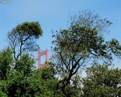 California - San Francisco - Golden Gate Bridge