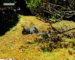 California - San Francisco - Golden Gate Park - Japanese Tea Garden