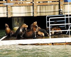 California - San Francisco - Pier 39 - Bay Rocket