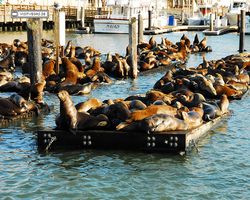 California - San Francisco - Pier 39 - Bay Rocket