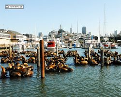 California - San Francisco - Pier 39 - Bay Rocket
