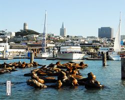 California - San Francisco - Pier 39 - Bay Rocket