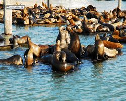 California - San Francisco - Pier 39 - Bay Rocket