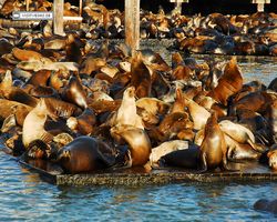 California - San Francisco - Pier 39 - Bay Rocket