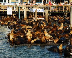 California - San Francisco - Pier 39 - Bay Rocket