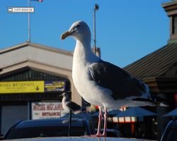 California - San Francisco - Pier 39