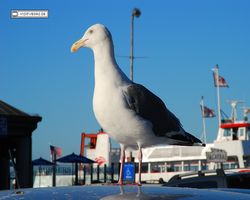 California - San Francisco - Pier 39