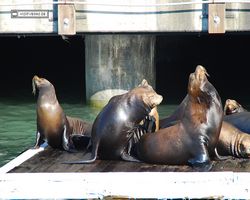 California - San Francisco - Pier 39