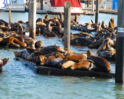 California - San Francisco - Pier 39