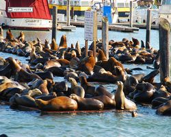 California - San Francisco - Pier 39