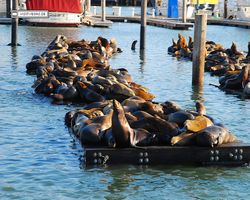 California - San Francisco - Pier 39