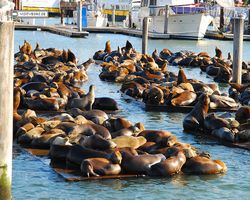 California - San Francisco - Pier 39