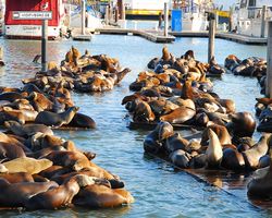 California - San Francisco - Pier 39