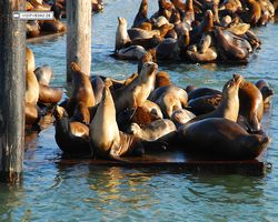 California - San Francisco - Pier 39