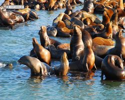 California - San Francisco - Pier 39