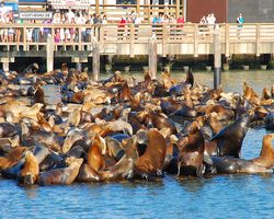 California - San Francisco - Pier 39