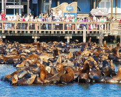 California - San Francisco - Pier 39