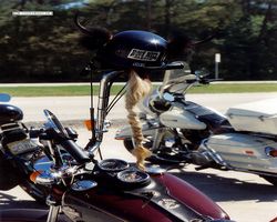 Florida - Daytona Bike Week 1994