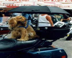 Florida - Daytona Bike Week 1995