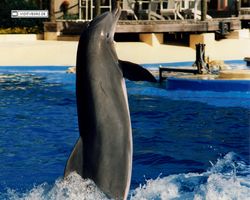 Florida - Daytona Bike Week 1995