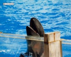 Florida - Daytona Bike Week 1995