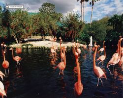 Florida - Daytona Bike Week 1995