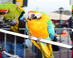 Florida - Daytona Bike Week 2015