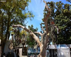 Florida - Daytona Bike Week 2015