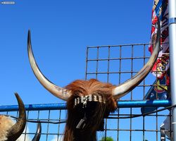 Florida - Daytona Bike Week 2015