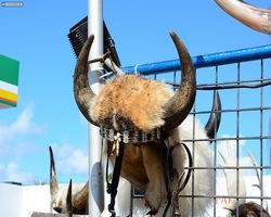 Florida - Daytona Bike Week 2015