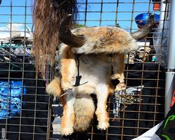 Florida - Daytona Bike Week 2015