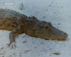 Florida - Miami 1987