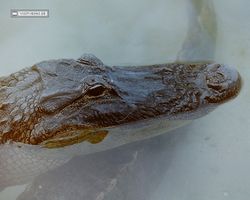 Florida - Miami 1987