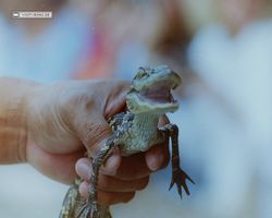 Florida - Miami 1987